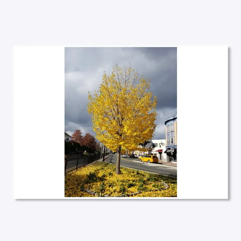 Yellow tree.